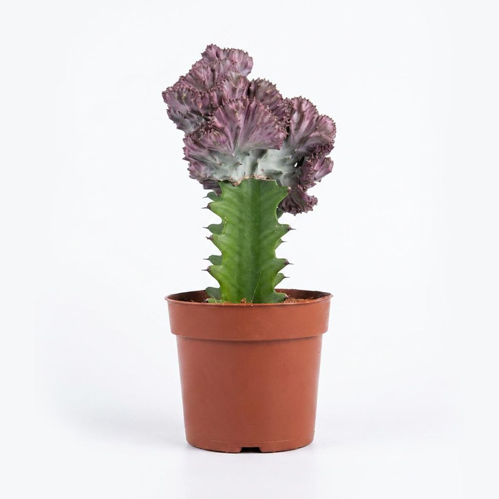 Bloomique - Euphorbia Lactea Cristata - Pianta cactus - Immagine del prodotto 