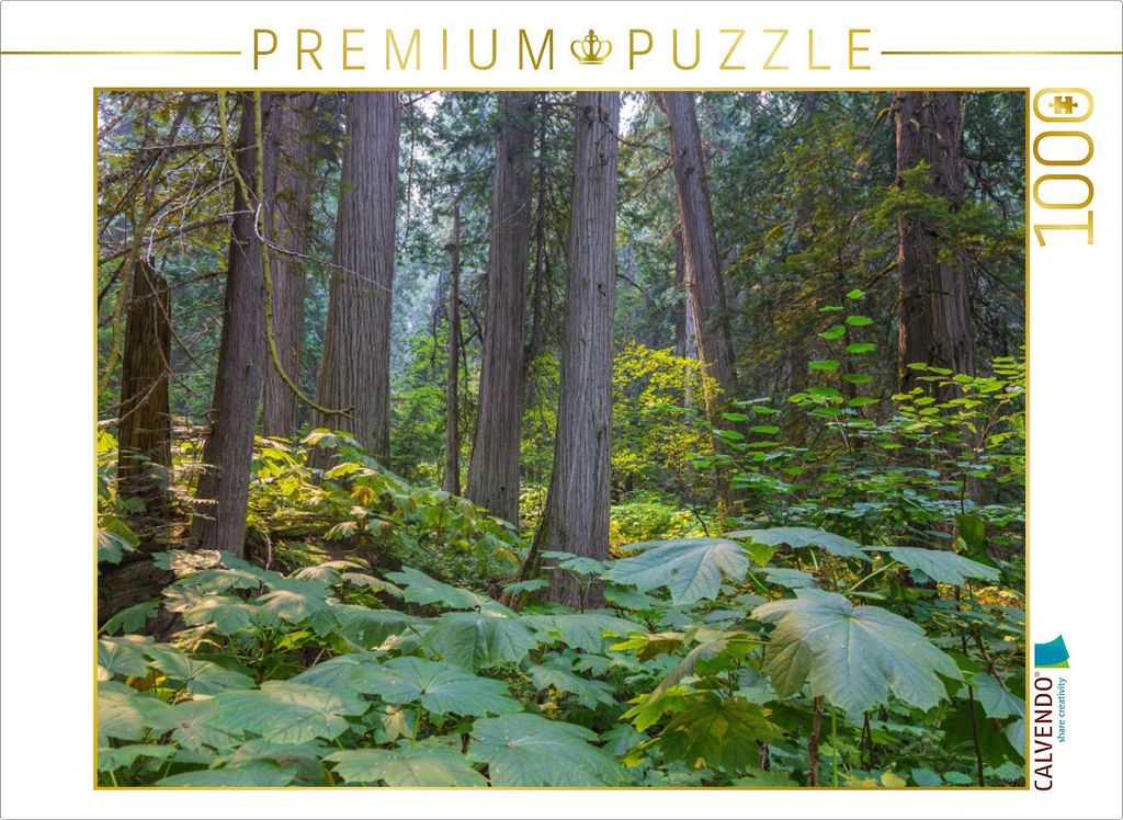 CALVENDO Puzzle Riesenzedernwald im Westen Kanadas | 1000 Teile Lege-Größe 64x48cm Foto-Puzzle für glückliche Stunden