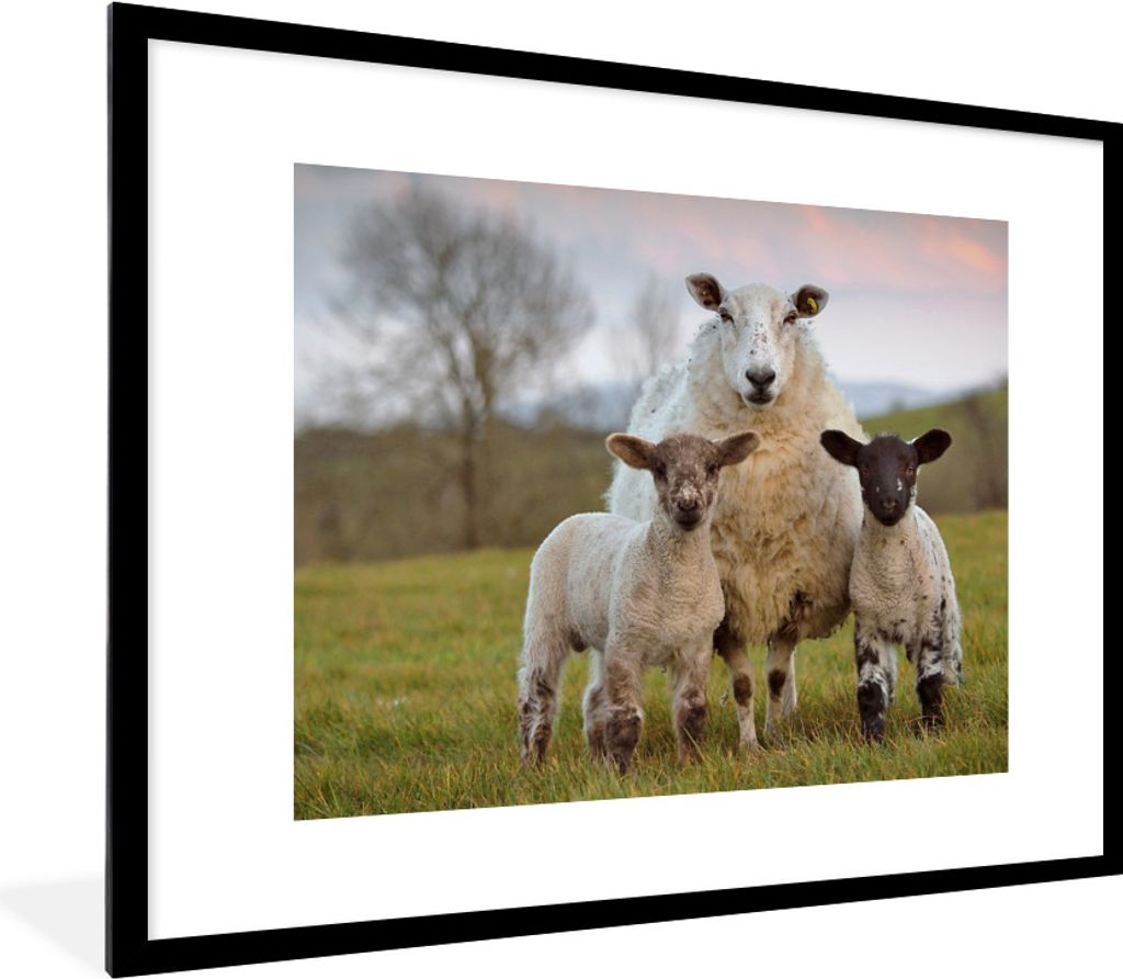 MuchoWow Gerahmtes Poster Schafe - Natur - Schwarz - Weiß 80x60 cm - Poster mit Schwarzem Bilderrahmen Wandposter Rahmen Foto Bilder - Schlafzim...