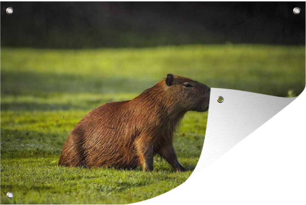MuchoWow 60x40 cm Outdoor-Poster Gartendeko Sichtschutz Garten Poster für den Garten Goldene Sonnenstrahlen über dem Capybara