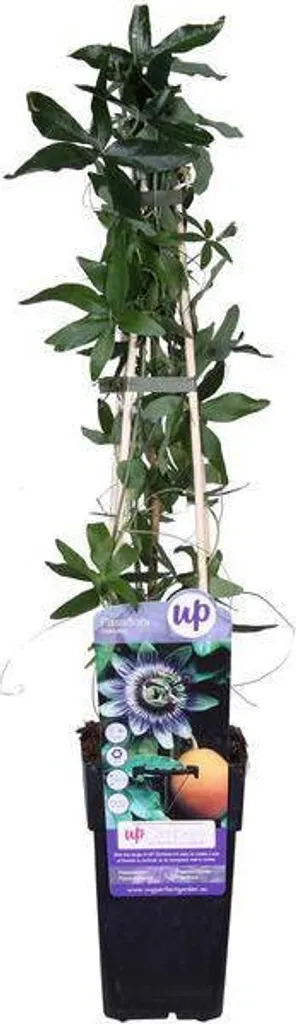 Passiflore bleue résistante au froid Passiflora caerulea pot 15 cm - 2
