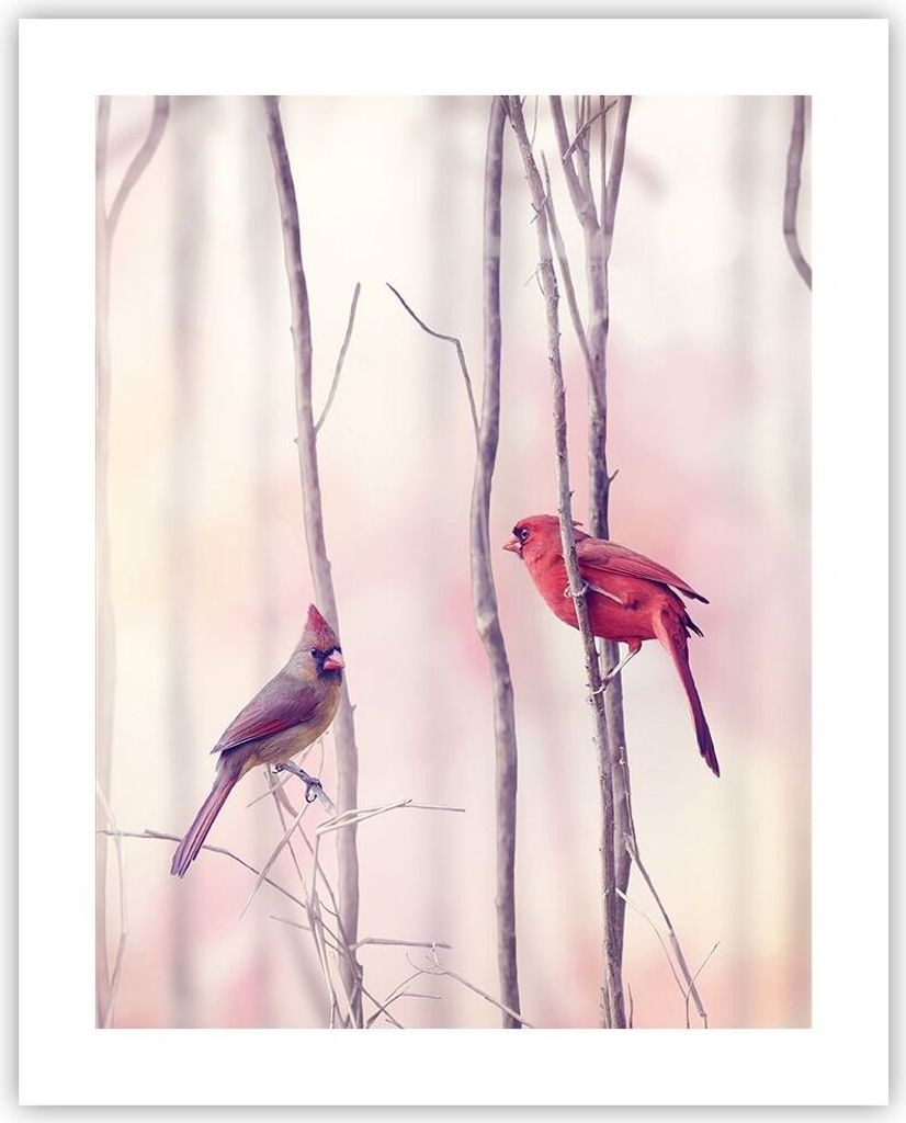 Poster - Poster ohne Rahmen - Vögel Kardinal Scharlachrot - 40x50 cm - Wand Bild - Wanddeko - Wandbilder - Kunstposter - Wandposter - Bilder - Kun...