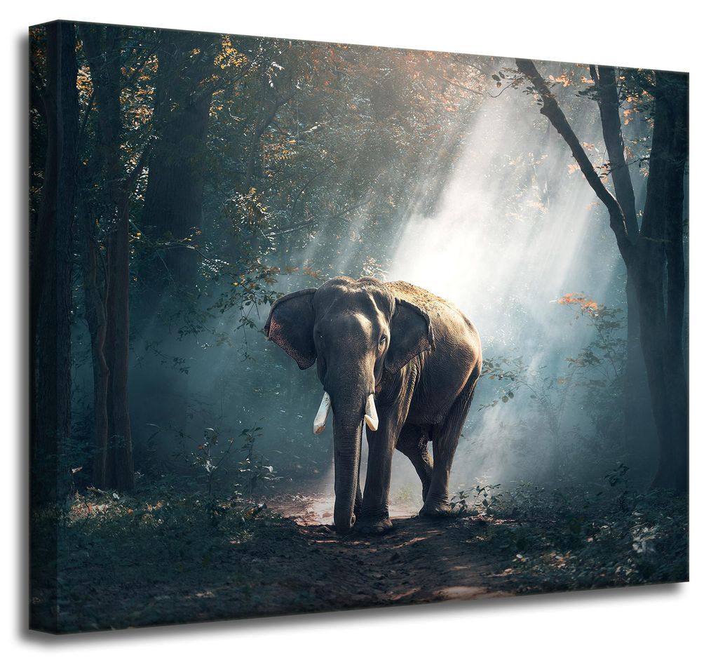 Leinwanddruck Tiere Elefant 50x40 cm
