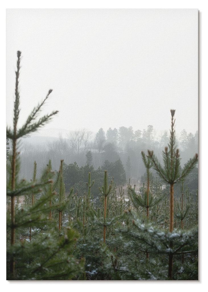 POSTER - 21x29 cm (A4) - digitalPhoto - Grüne Kiefern, Nebel, subtile Tiefe, entspannende Atmosphäre - Wandbild für Wohnzimmer Schlafzimmer & Fl...