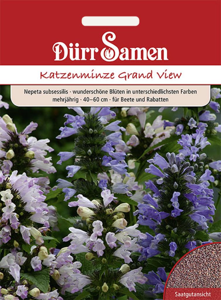 Dürr-Samen - Nepeta subsessilis Katzenminze Grand View mehrjährig - Saatgut - 4295