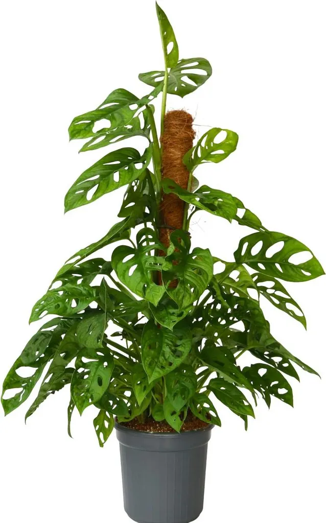 Monstera adansonii plante à trous Monkey Mask hauteur 60-70cm d16cm