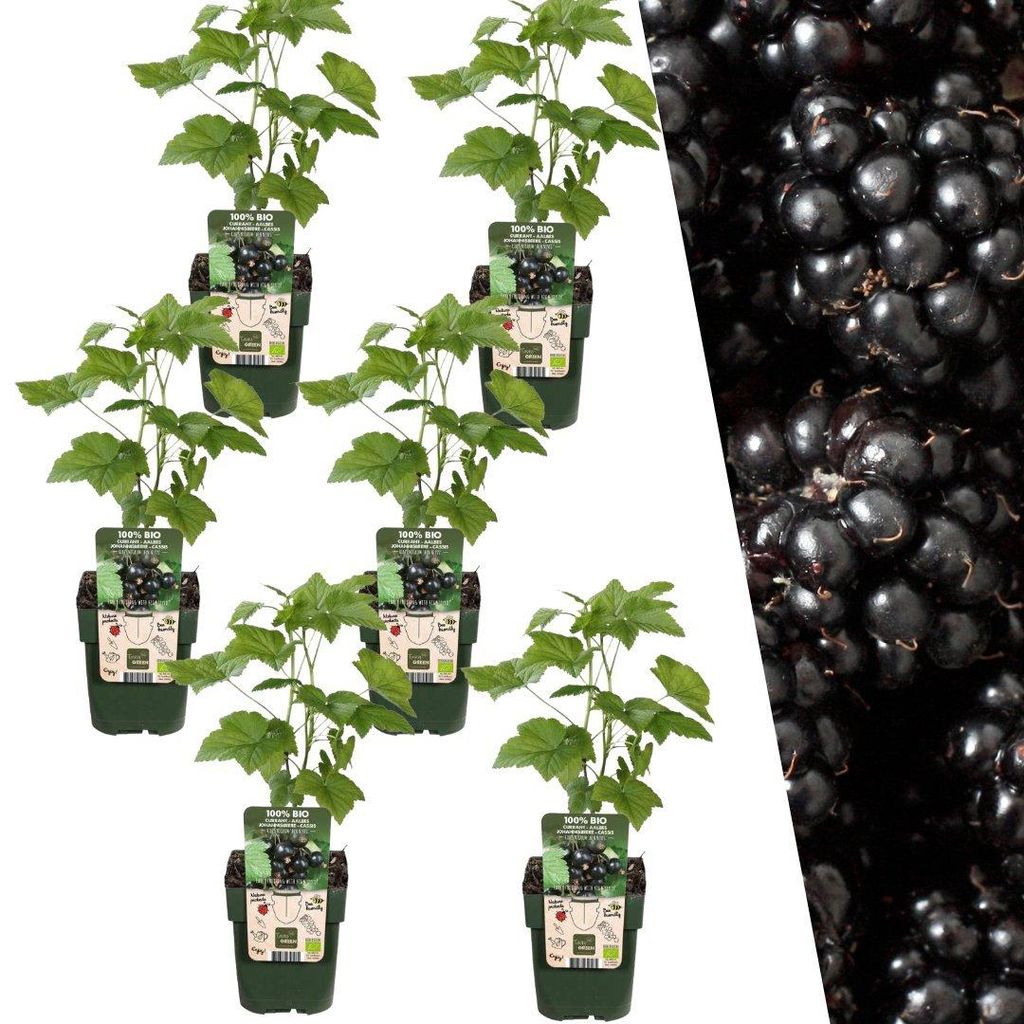 Plants by Frank | 6 Plants de mûres| Mûres biologiques | Image du produit 
