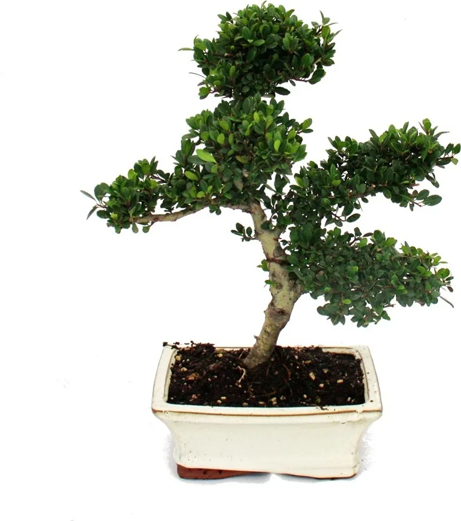 Bonsaï Ilex crenata 6 ans - Houx Japonais Facile à Entretenir et Durable