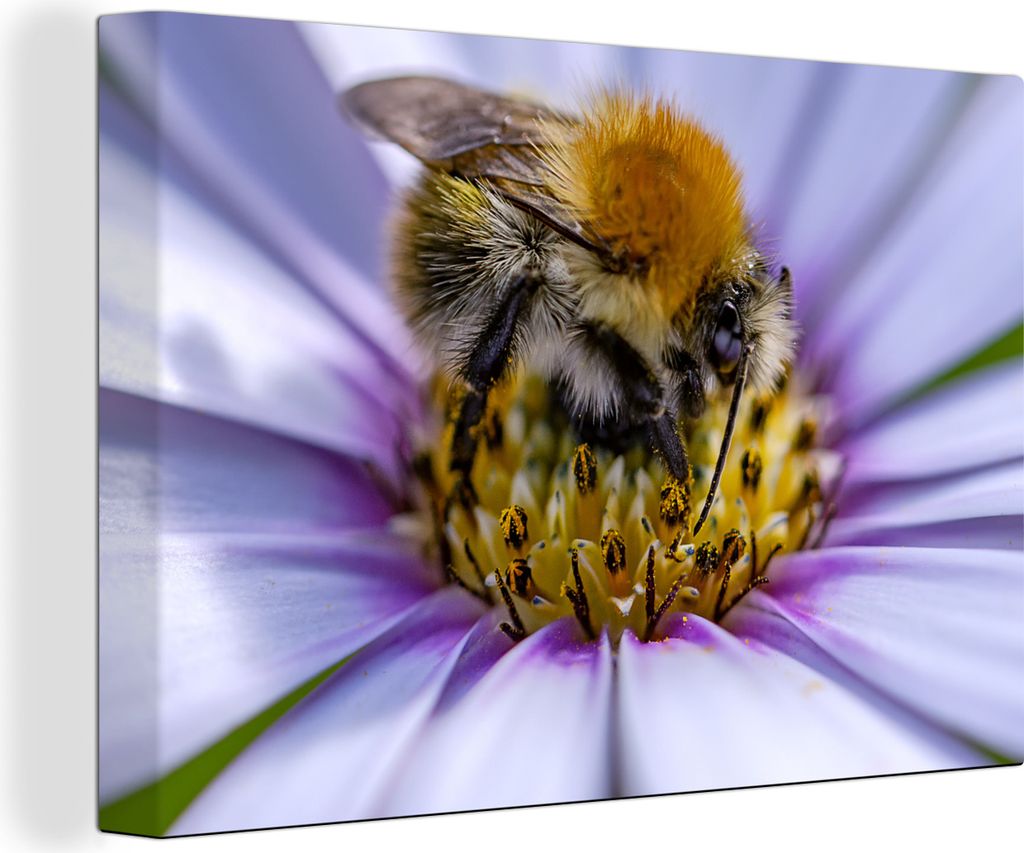 OneMillionCanvasses - Leinwandbilder - 150x100 cm, Hummel auf der Suche nach Nektar in einer schönen lilafarbenen Pflanze, Wandbilder Kunstdruck...