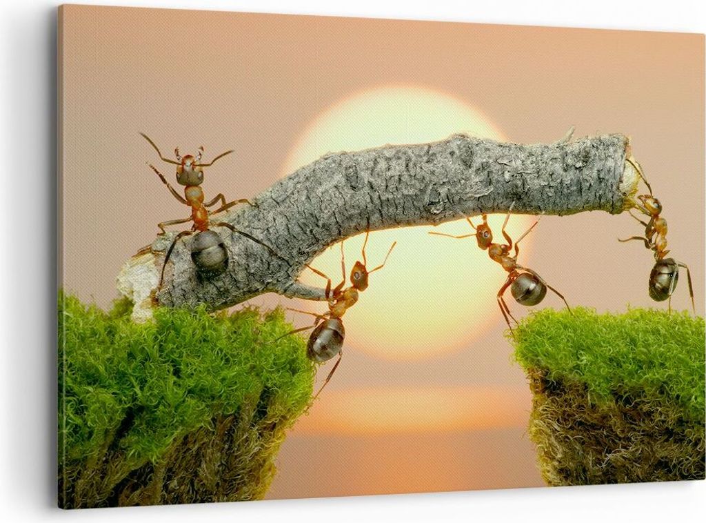 Bild auf Leinwand - Leinwandbild - Tiere Ameisen Brücke Natur - 120x80cm - Wand Bild - Wanddeko - Leinwanddruck - Bilder - Kunstdruck - Wanddekora...