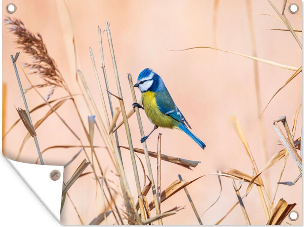MuchoWow 40x30 cm Outdoor-Poster Gartendeko Sichtschutz Garten Poster für den Garten Vogel - Blaumeise - Schilf