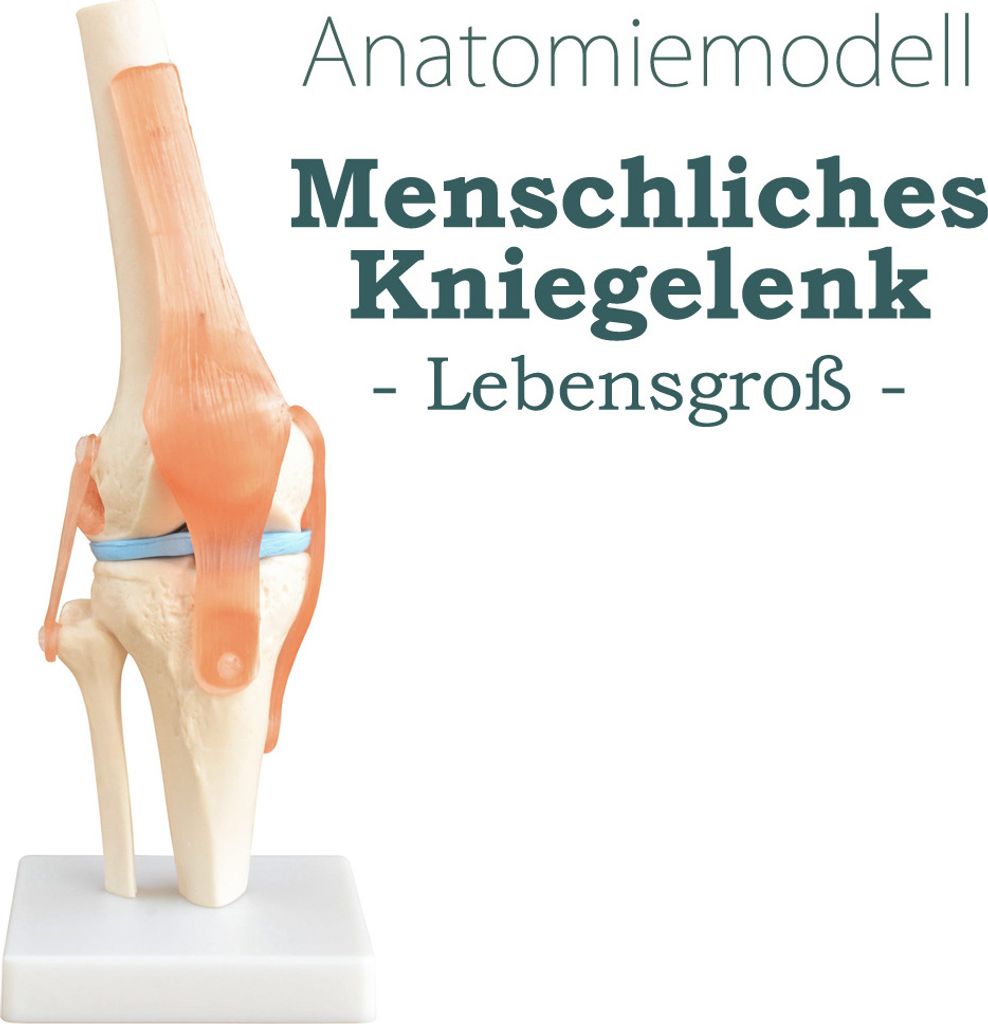 Anatomie Skelett Modell Kniegelenk Lehrmodelle Lebensgroß Produktbild 