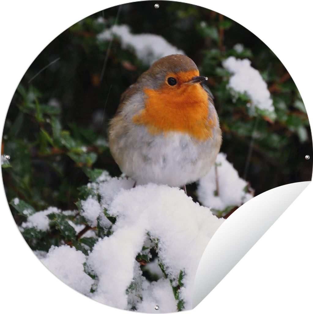 MuchoWow Gartenposter Outdoor-Poster Rund Rotkehlchen - Baum - Schnee Ø 120 cm Gartendeko Rundes Poster draußen