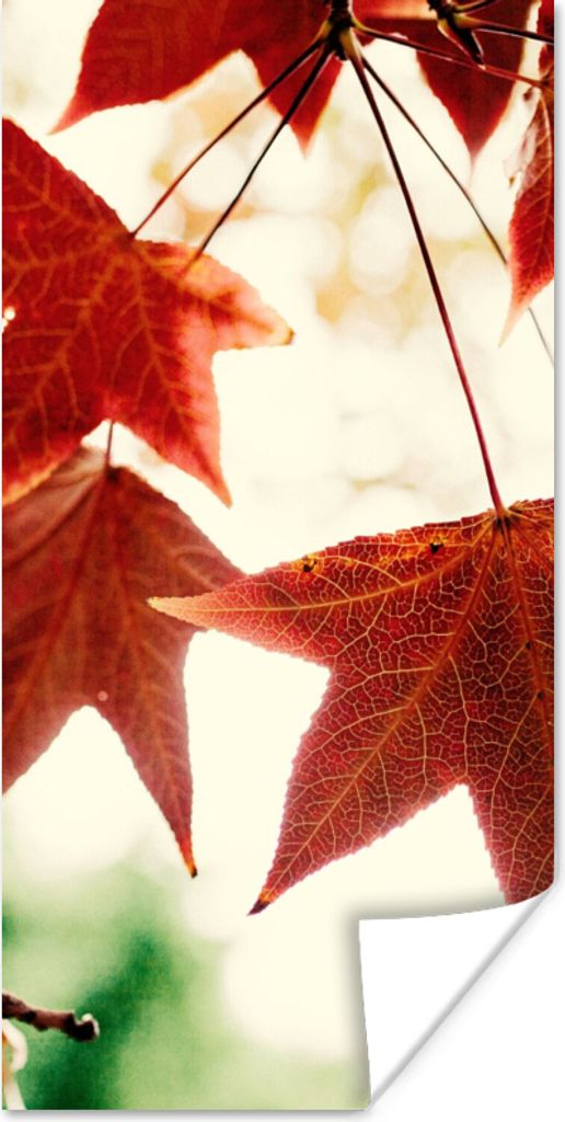 MuchoWow Poster Herbstblätter - November - Natur - Bäume 75x150 cm - Dekoration für die Wände