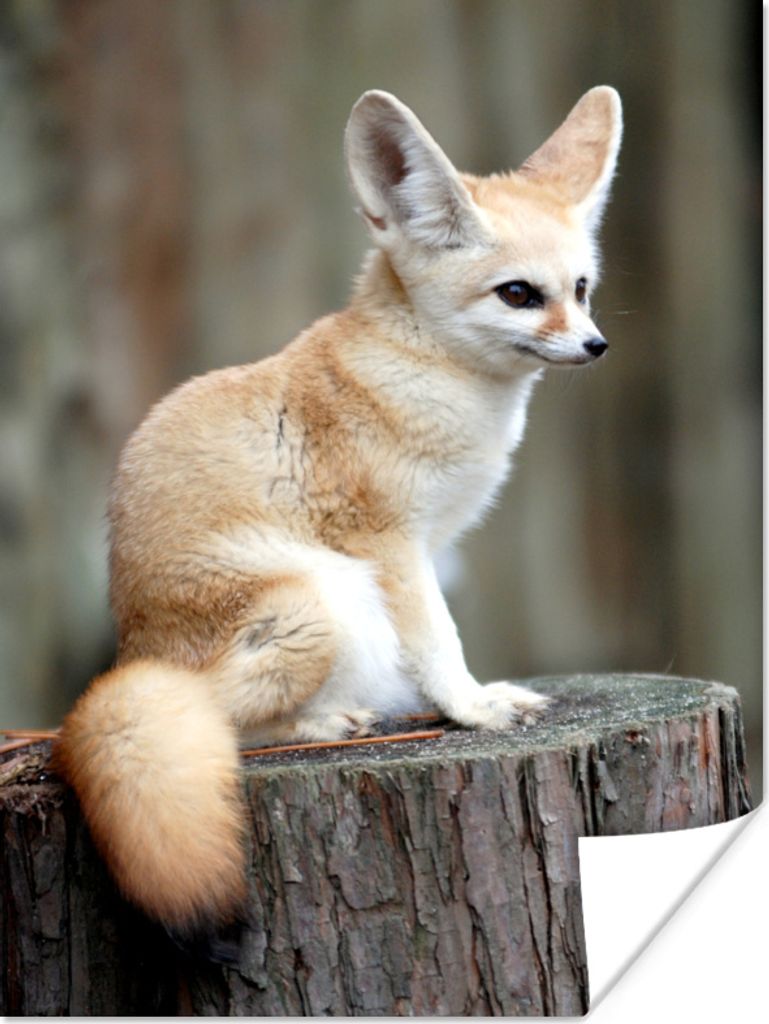 MuchoWow Poster Fuchs - Kofferraum 90x120 cm - Wohnzimmer