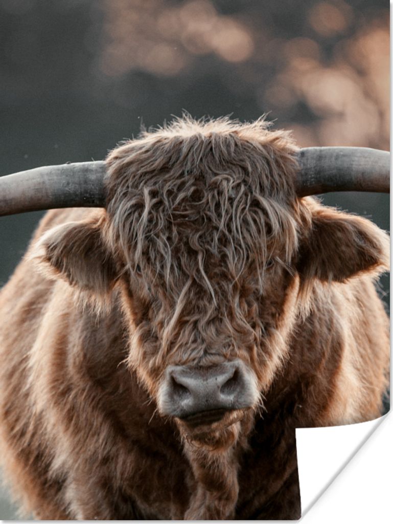 MuchoWow Poster Kuh - Schottischer Highlander - Vlies 90x120 cm - Wohnzimmer