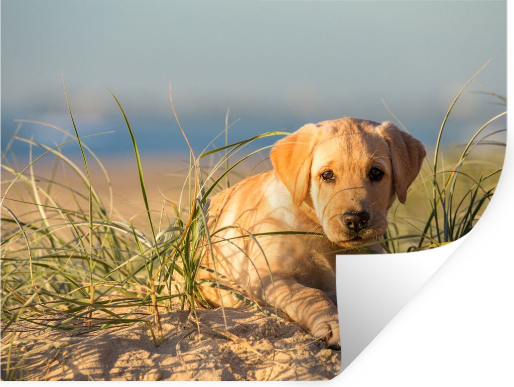 MuchoWow Wandtattoo Wandsticker Wandaufkleber Labrador Retriever Welpe liegt auf den Sanddünen 40x30 cm Selbstklebend und Repositionierbar - Fal...