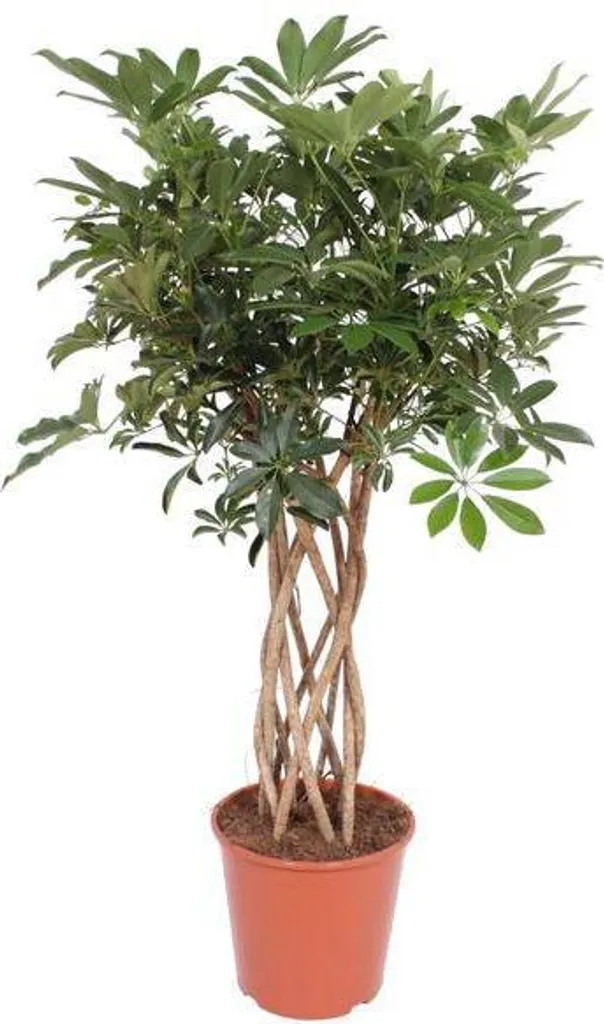 Aralia Rayonnante Schefflera 140cm Déco Salon Bureau Tronc Tressé Chic Ø30
