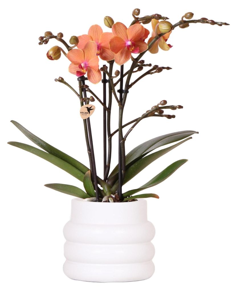 Kolibri Orchids | Orange Phalaenopsis Orchidee - Mineral Bolzano + Bubble Topf weiß - Topfgröße Ø9cm | blühende Zimmerpflanze - frisch vom Zü...
