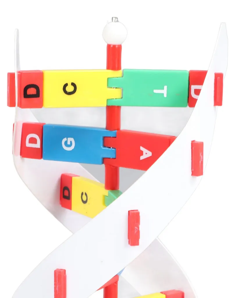 Maquette ADN Colorée 33cm - Structure en Double Hélice Haute Précision - 14