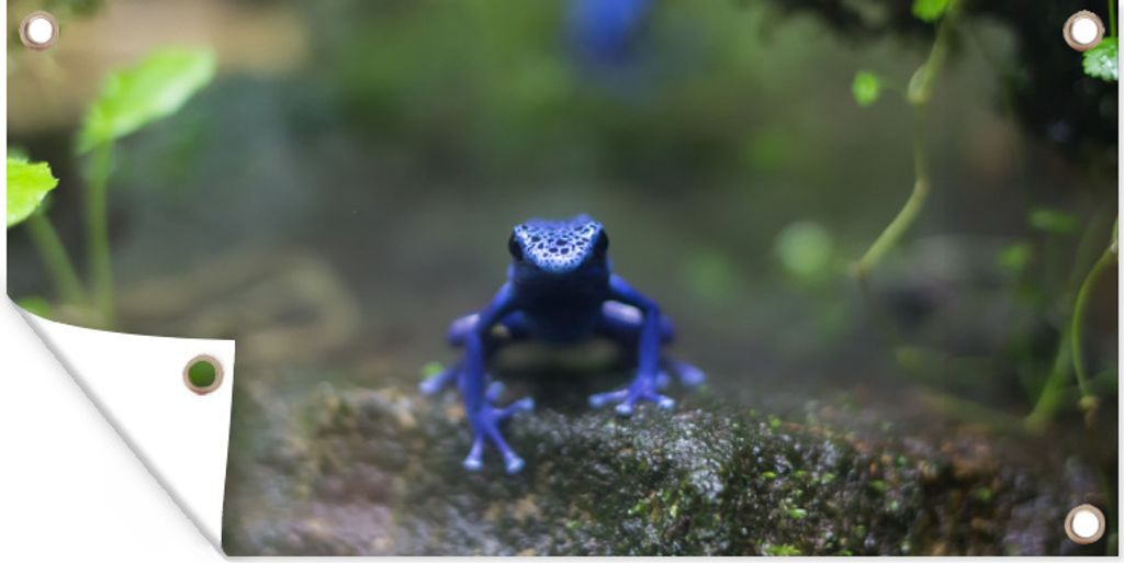 MuchoWow 60x30 cm Outdoor-Poster Gartendeko Sichtschutz Garten Poster für den Garten Blauer Frosch im Dschungel
