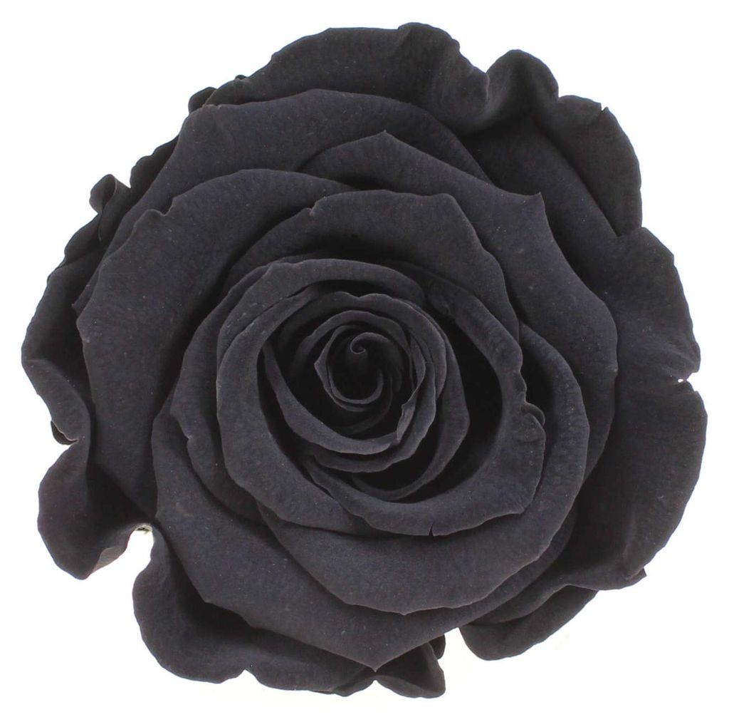Infinity Rose L Ø5cm konserviert stabilisiert haltbar Produktbild 