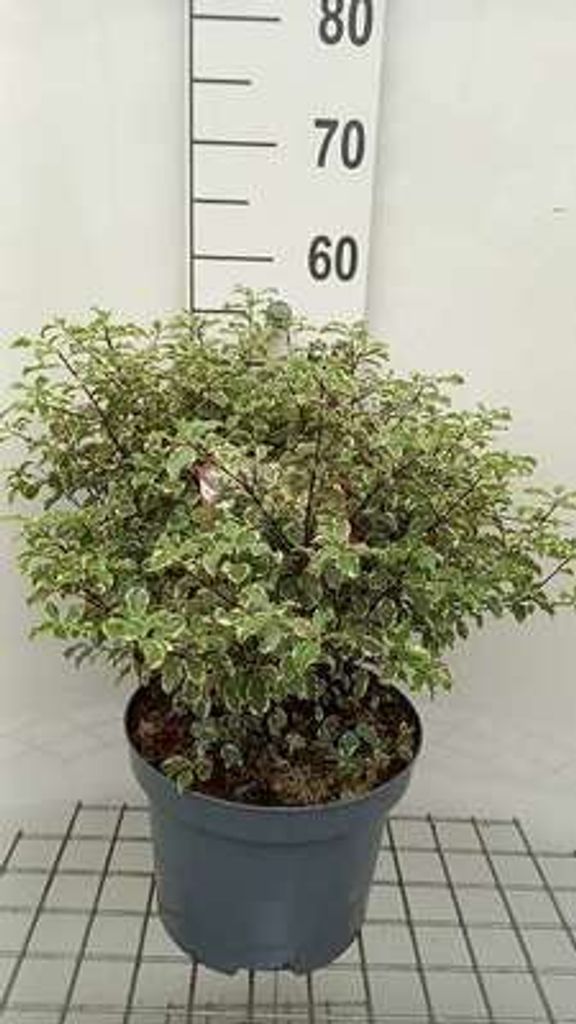 Pittosporum ten. 'Variegatum' - Australischer Lorbeer 50- 60 cm - Container