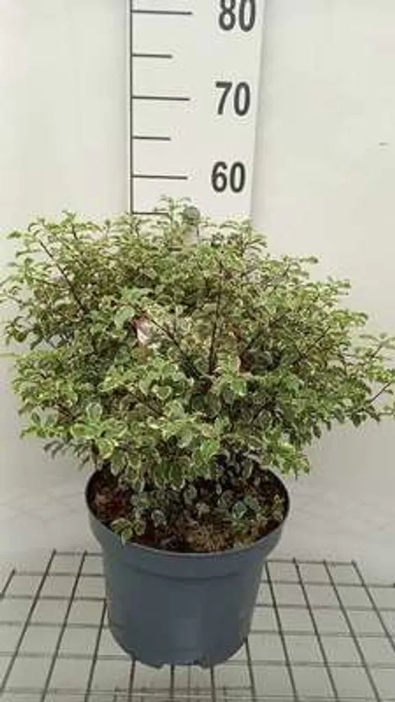 Pittosporum tenuifolium contre le vis-à-vis | Laurier 50-60 cm