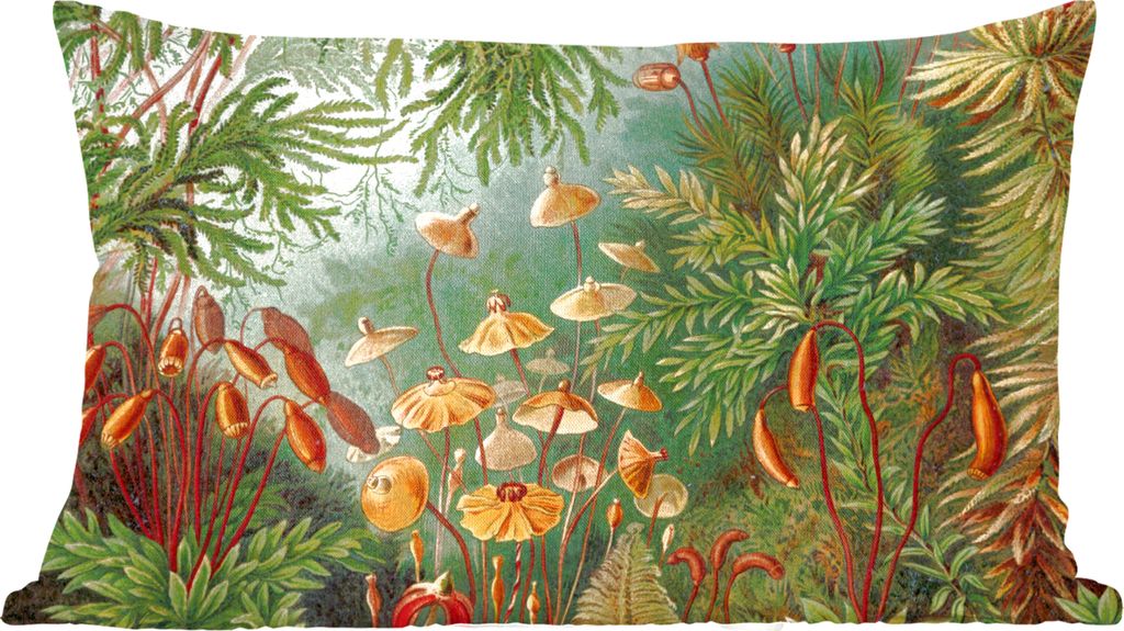 MuchoWow Zierkissen Sofakissen Wohnzimmer Dekokissen 50x30 cm Alte Meister - Kunst - Muscinae - Haeckel - Wohnzimmerdekoration - Polster mit Photo