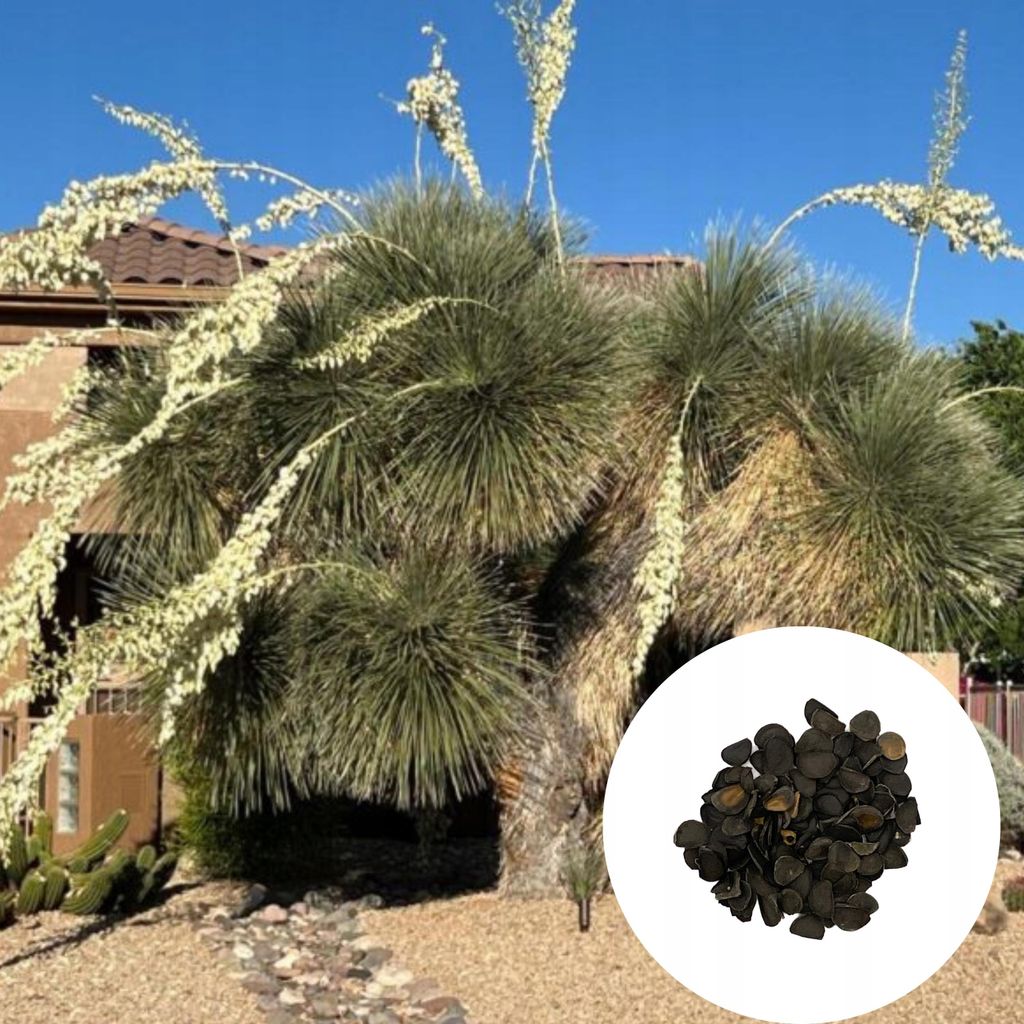 Nasiona Yucca Elata - zestaw 5 sztuk - Nasiona roślin Zdjęcie produktu 