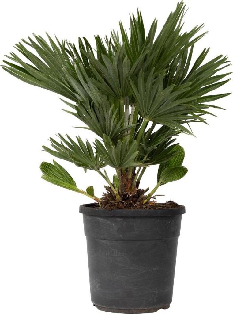 A potted palm plant against a white background.