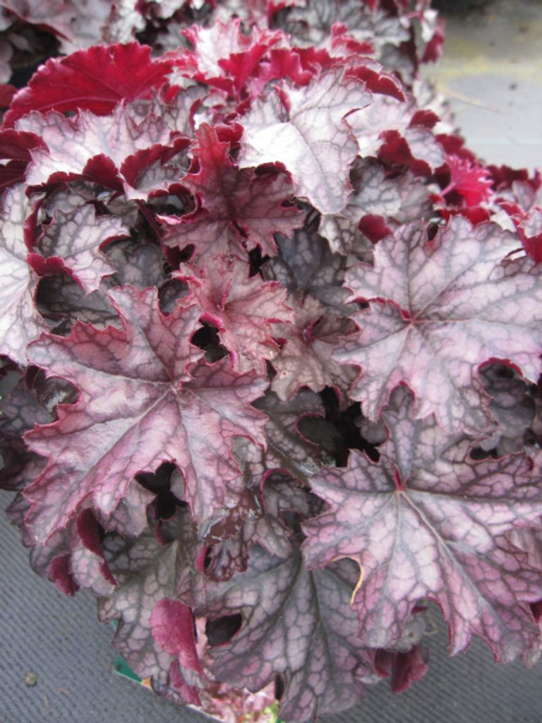 Heuchera x cultorum Blackberry Jam - Purpurglöckchen Blackberry Jam - Blattschmuckpflanze