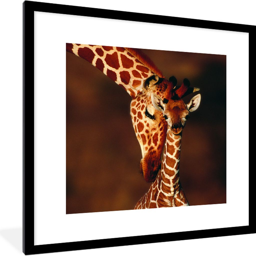 MuchoWow Gerahmtes Poster Giraffe - Kalb - Porträt 40x40 cm - Poster mit Schwarzem Bilderrahmen Wandposter Rahmen Foto Bilder - Poster - Plakat ...