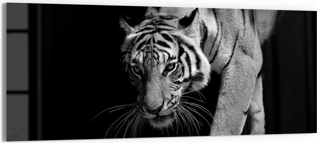 DEQORI Glasbild Echtglas 125x50 cm 'Pirschender Tiger' Wandbild Bild modern Deko