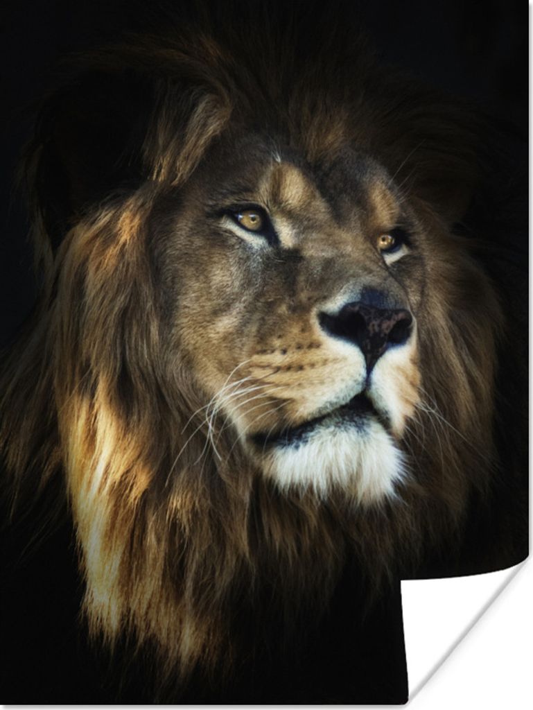 MuchoWow Poster Löwe - Fell - Schwarz 120x160 cm - Wandbilder