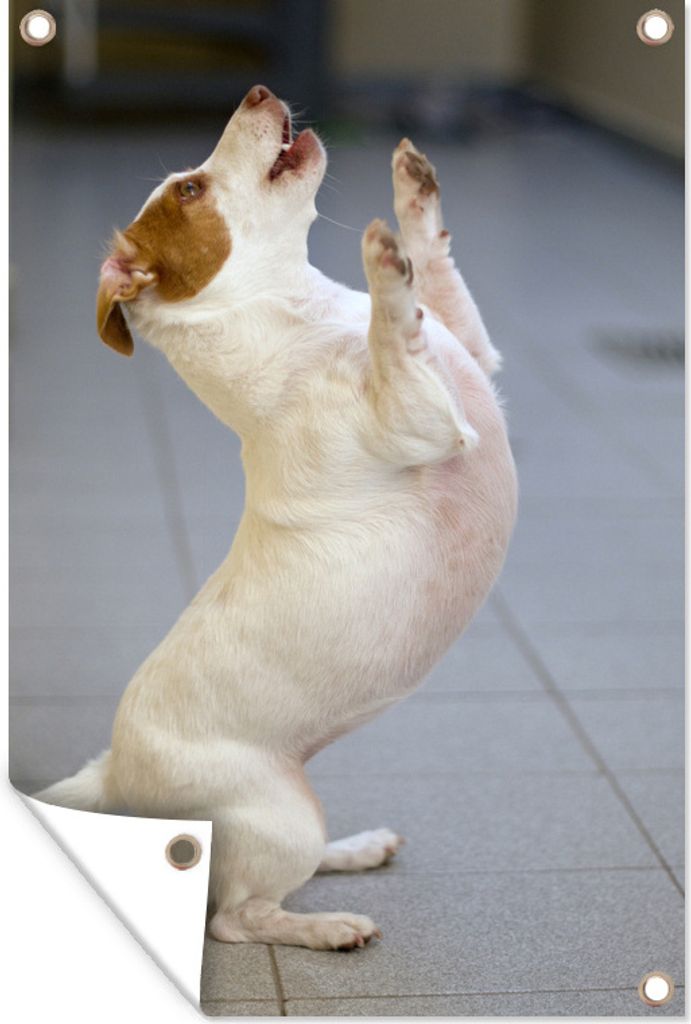 MuchoWow 60x90 cm Outdoor-Poster Gartendeko Sichtschutz Garten Poster für den Garten Jack Russel Hund auf zwei Beinen