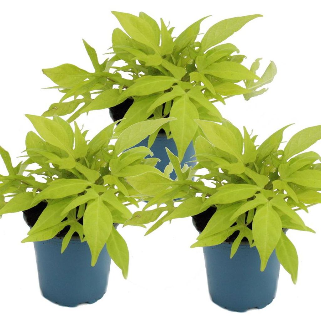 Süßkartoffel - Beet- und Balkonpflanze - Ipomoea batatas - Produktbild 