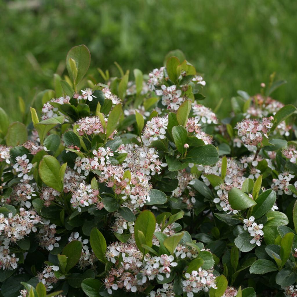2 x  Apfelbeere - Aronia melanocarpa  | 40-60 cm in Produktbild 