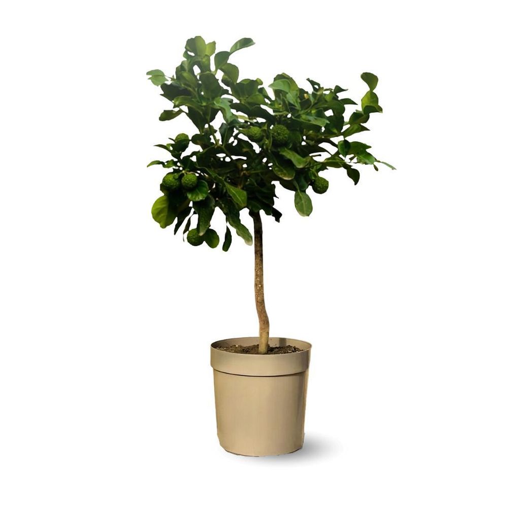 Combava - agrume méditerranéen - arbre fruitier - ↕ 75-85 Image du produit 