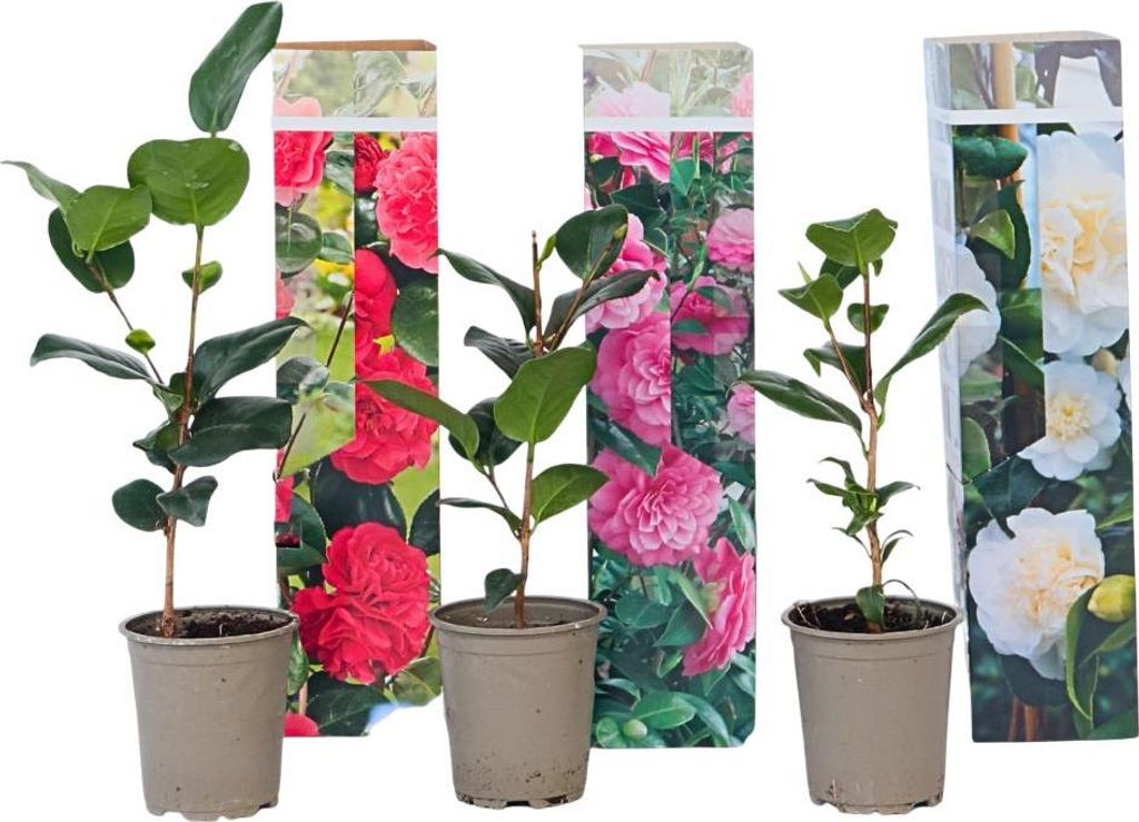 Camélia - Set de 3 - Camellia japonica - Hauteur 25-40cm - Image du produit 