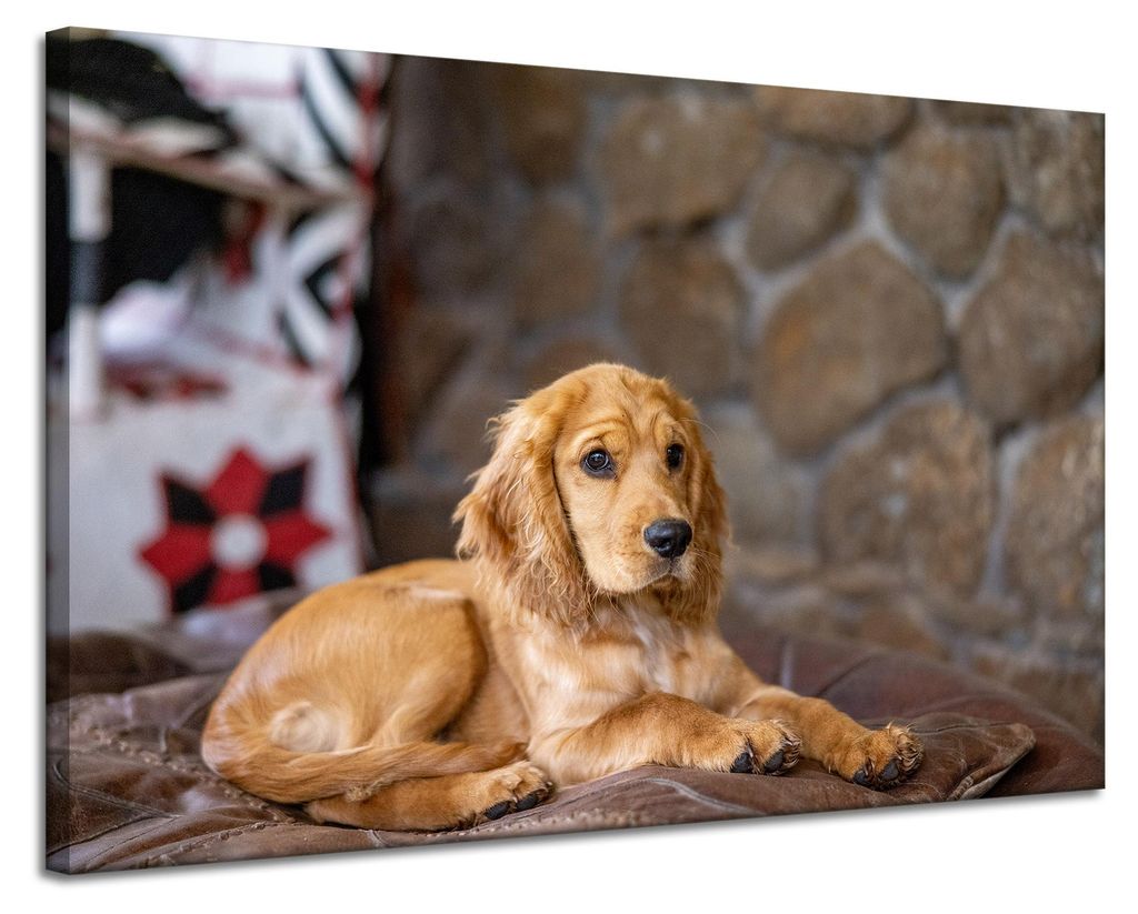 Leinwanddruck Tiere Cocker Spaniel Hund 120x80 cm