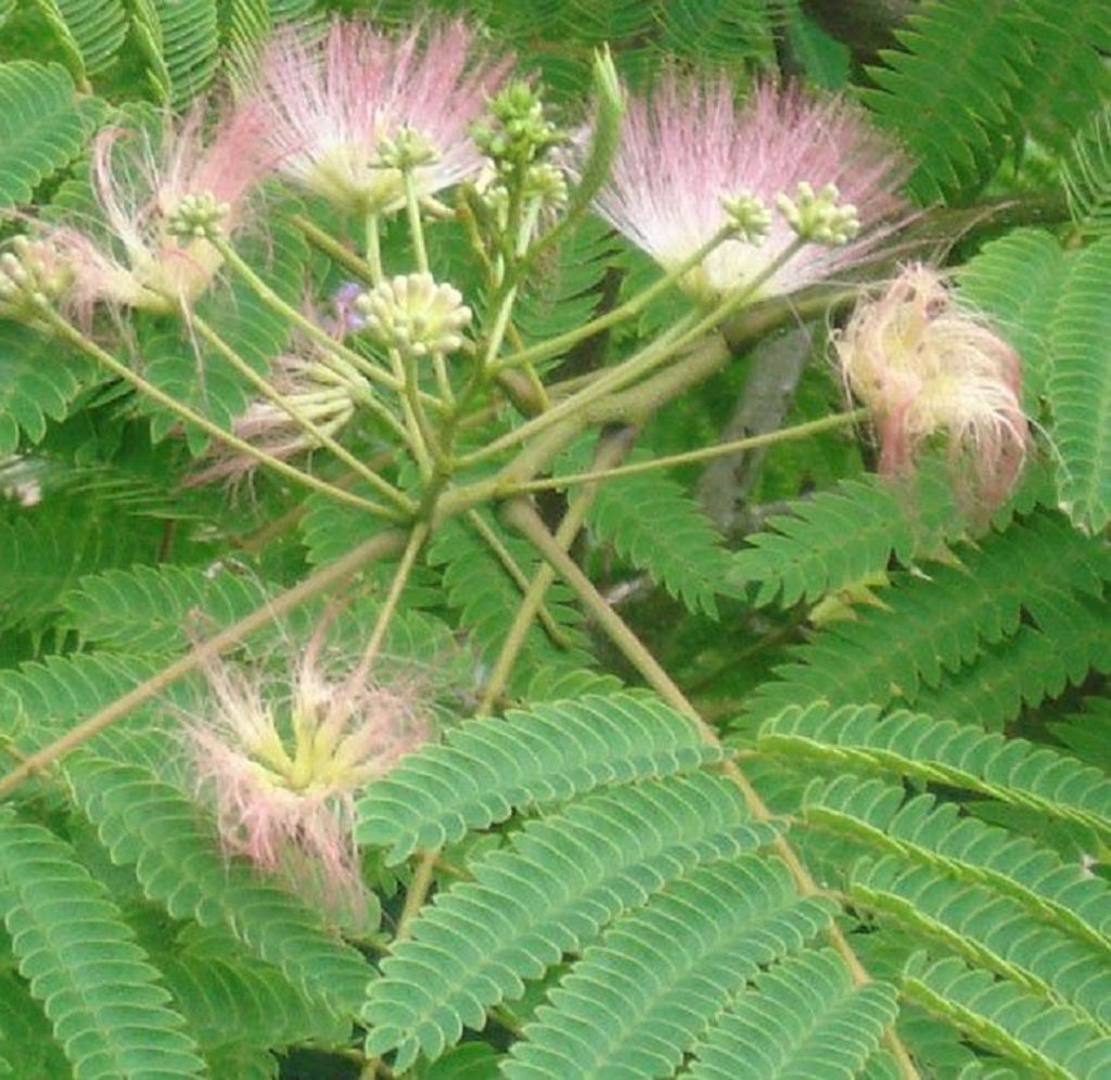 Seidenbaum - Albizia julibrissin 'Rosea' | 40-50 cm in Container