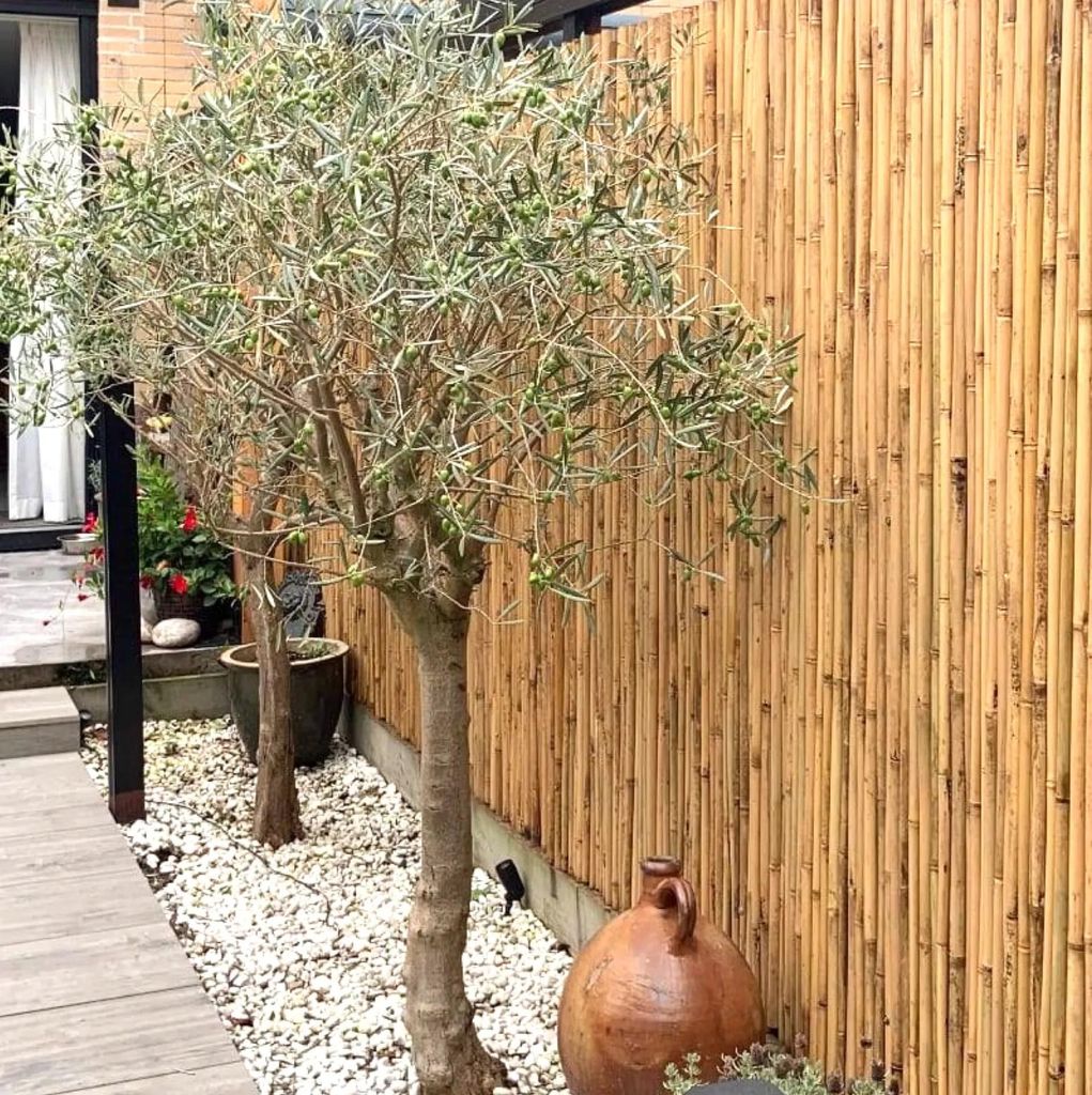 Bambusmatte Budget Natur 180 x 100 cm Produktbild 