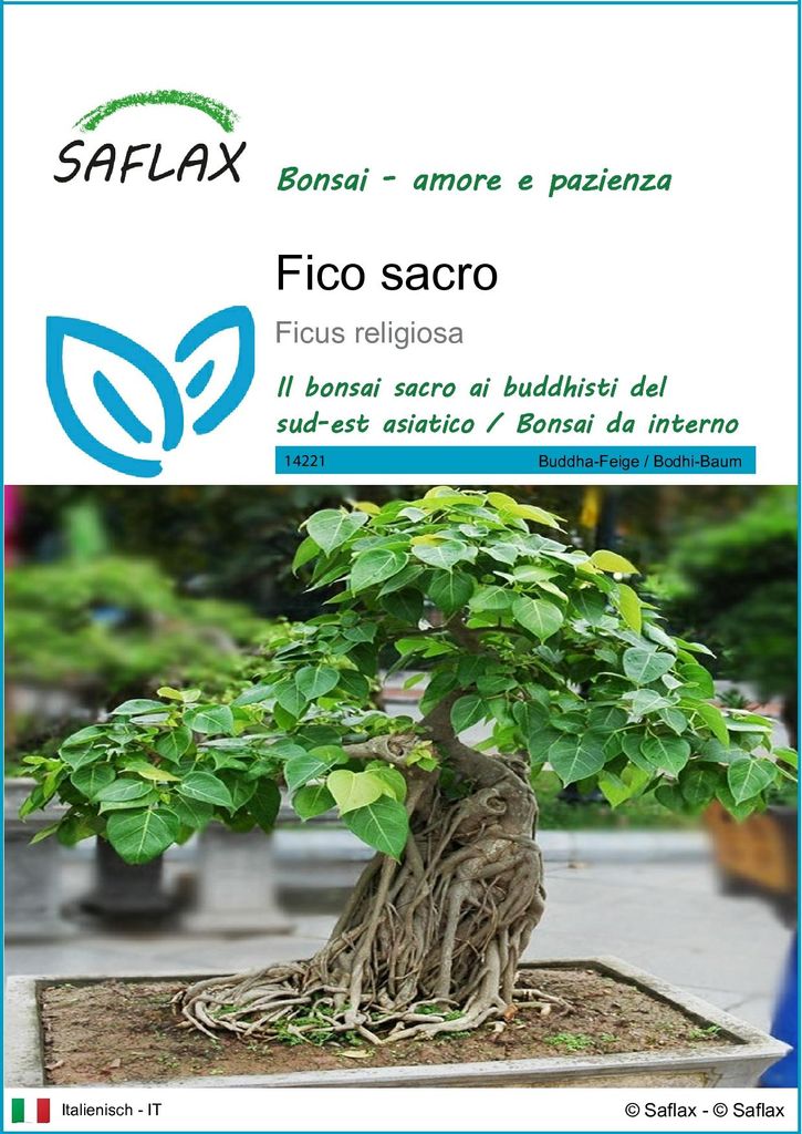 SAFLAX  - Fico sacro - 100 semi - Ficus Immagine del prodotto 