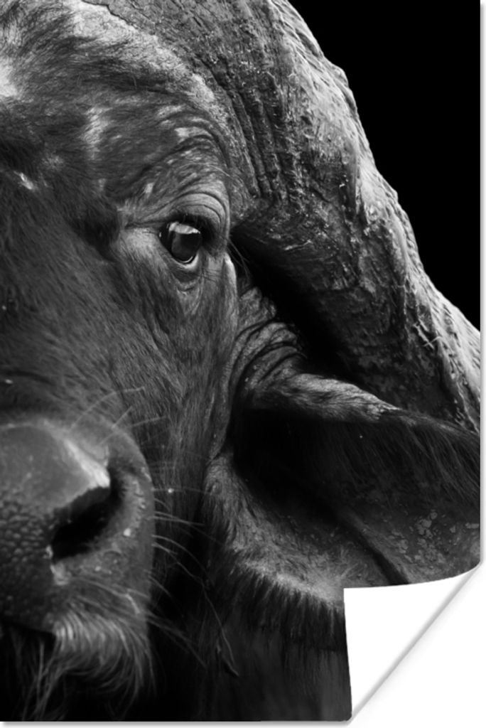 MuchoWow Poster Büffel - Tiere - Schwarz - Weiß 80x120 cm - Papierdruck