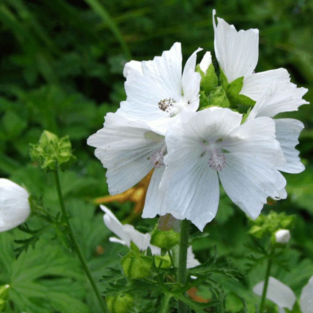 6 x Slez biely - Malva moschata 'Alba' | kvetináč 9cm x 9cm Obrázok produktu 