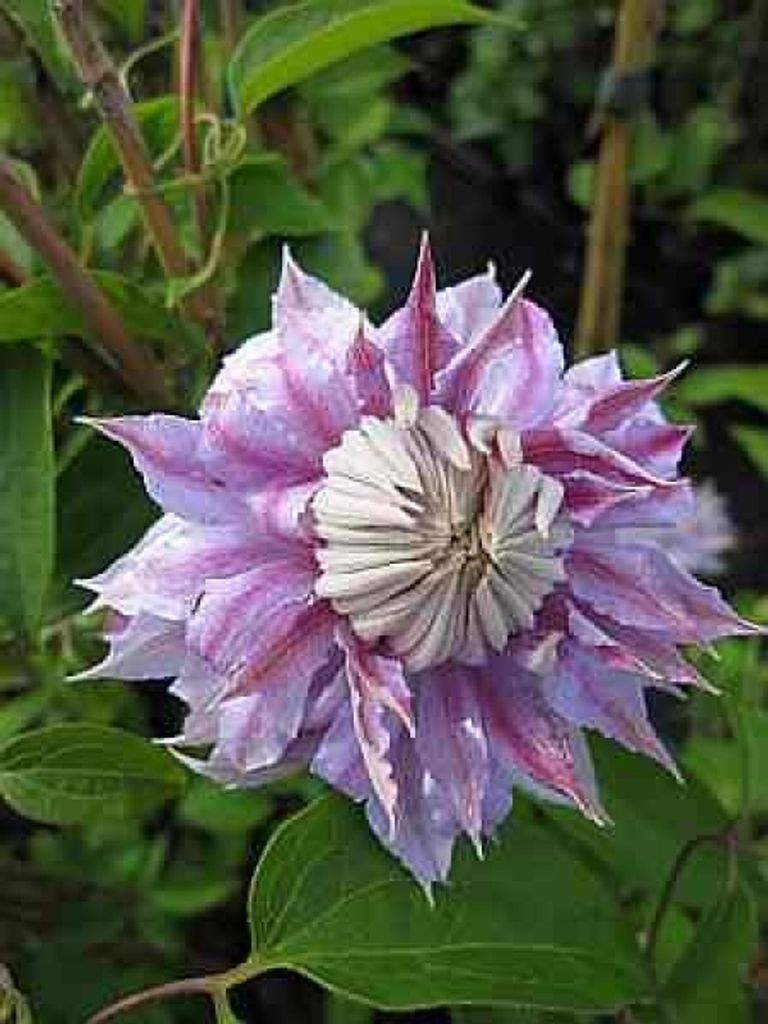 Clematis Josephine TM Evijohill (N) (60 - 100 cm) - Waldrebe / Klematis Josephine