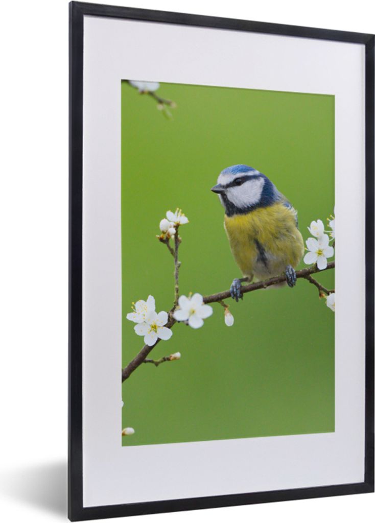 MuchoWow Gerahmtes Poster Blaumeise - Zweig - Blumen - Blühende Zweige - Vogel 40x60 cm - Poster mit Schwarzem Bilderrahmen Wandposter Rahmen Fo...