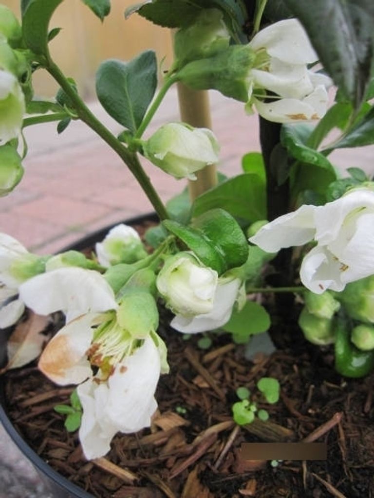 Chaenomeles japonica Nivalis - Japanische Zierquitte Nivalis 40-60cm