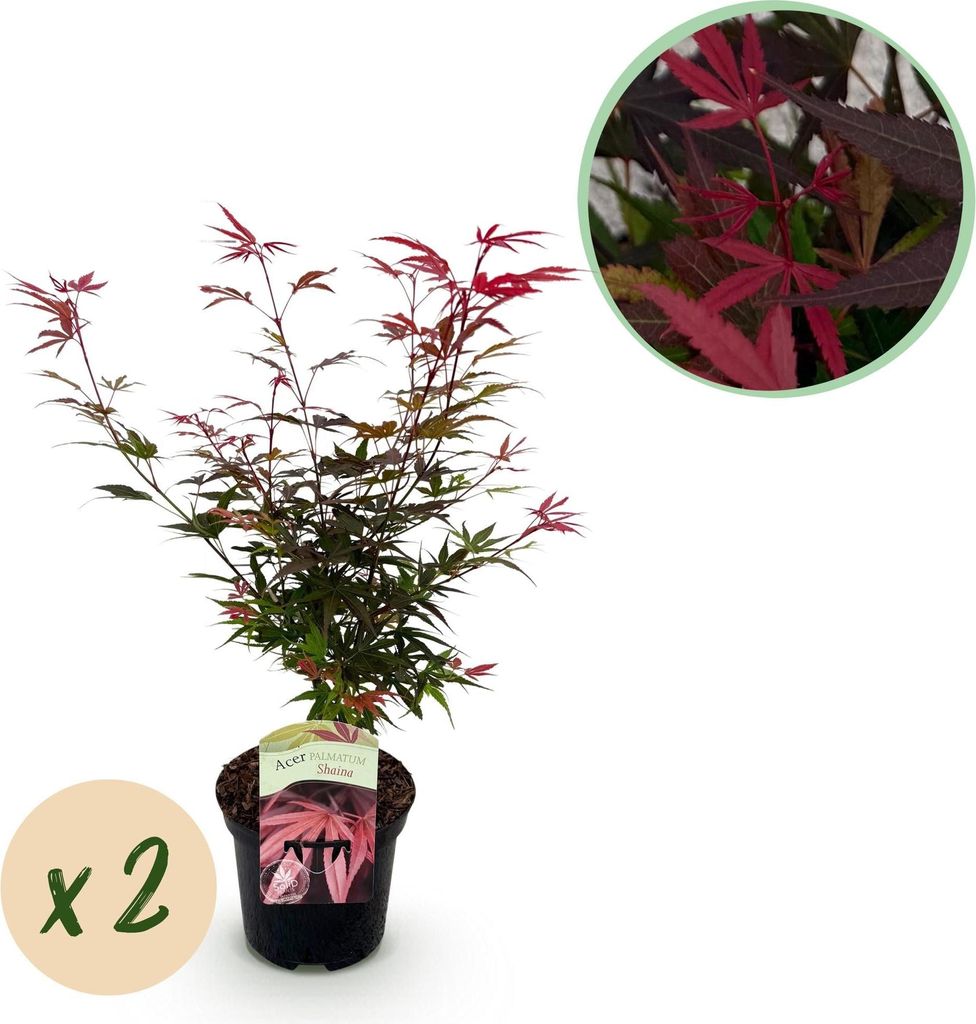 Japanischer Ahorn – Acer palmatum 'Shaina' – 2 Pflanzen – ca. 70 cm hoch – Ø19 cm – tiefrote Blätter – Balkon- & Gartenpflanze